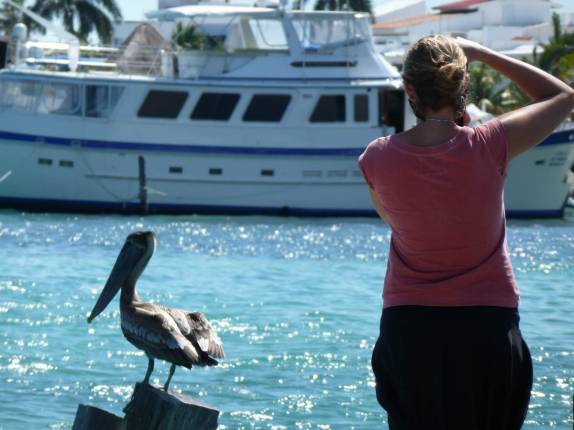 Pelicano posa (e pousa) para fotos, em Cancún, no México